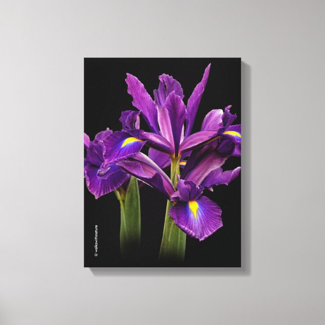 Lienzo Lirio Holandés Purple Sensation (Anverso)