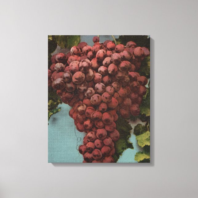Lienzo Litografía de cromo de fruta de uvas de California (Anverso)