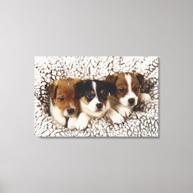 Lienzo Litro de cachorros (Anverso)