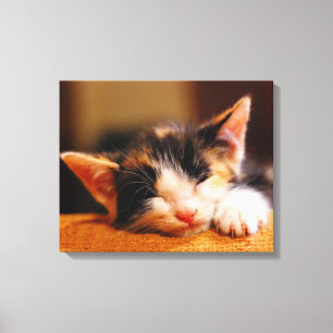Lienzo Little Kitty Sleeping
