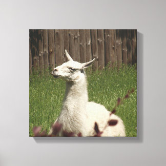 Lienzo Llama blanca