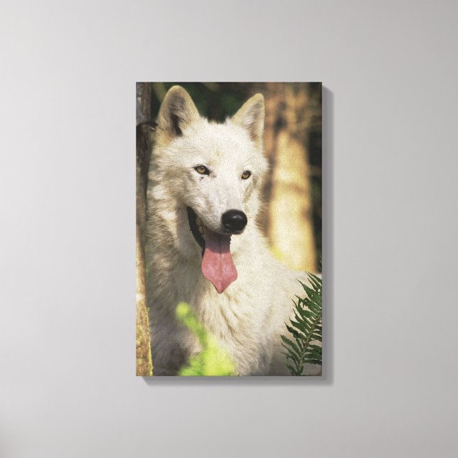 Lienzo Lobo ártico en el bosque (Anverso)