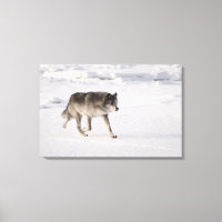 Lobo corriendo en la nieve