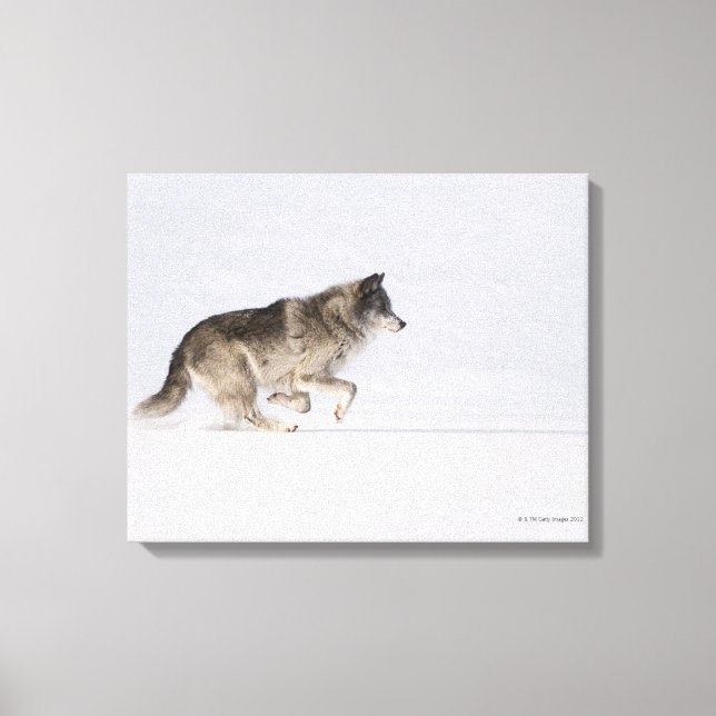 Lienzo Lobo corriendo en la nieve 2 (Anverso)