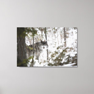 Lienzo Lobo En El Bosque En Invierno