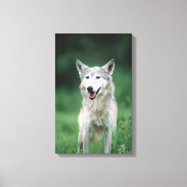 Lienzo Lobo gris 2 (Anverso)