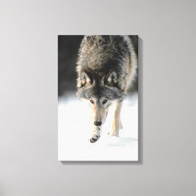 Lienzo Lobo gris caminando (Anverso)