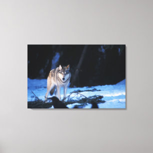 Lienzo lobo gris, Canis lupus, en las estribaciones