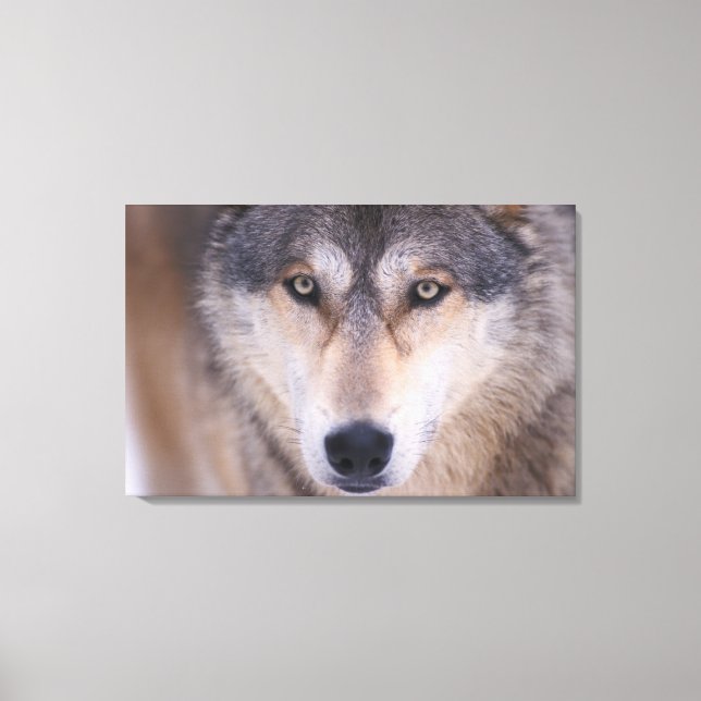 Lienzo lobo gris, Canis lupus, primer plano de ojos (Anverso)