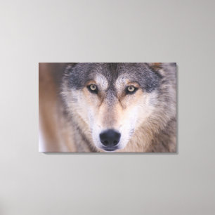 Lienzo lobo gris, Canis lupus, primer plano de ojos