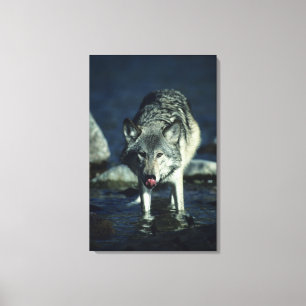 Lienzo Lobo gris en la consumición del otoño