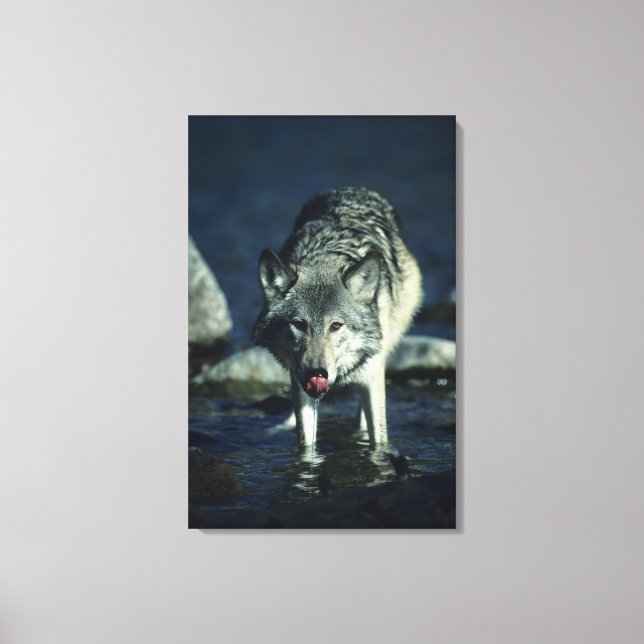 Lienzo Lobo gris en otoño bebiendo (Anverso)