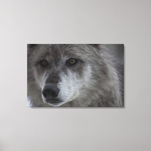 Lienzo Lobo (lupus de Canus) del nacional de Yellowstone