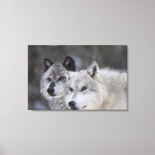 Lienzo Lobos (Canus lupus) de West Yellowstone. Esto