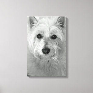 Lienzo Lona del perro de Westie (montaña Terrier blanco