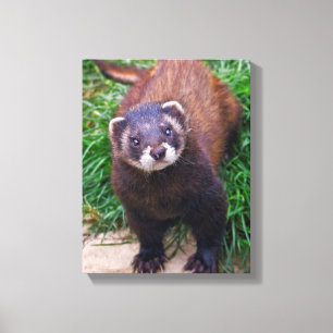 Lienzo Lona envuelta Polecat
