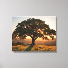 Lienzo Lone Oak Hill Country Poster - Texas Landscape 