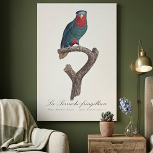 Lienzo Lori de corona azul, Vini Australis