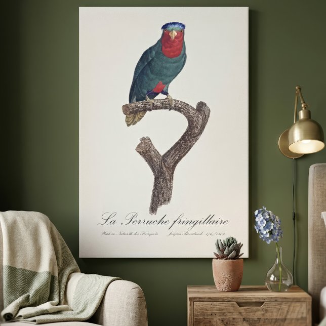 Lienzo Lori de corona azul, Vini Australis (Blue-Crowned Lorikeet, Vini Australis. Canvas Print)