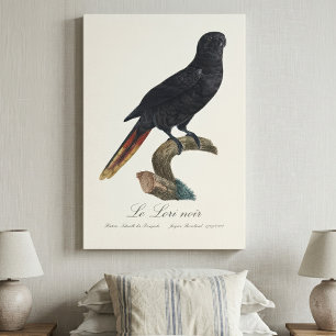 Lienzo Lori negro o Lori de plumas rojas, Chalcopsitta at