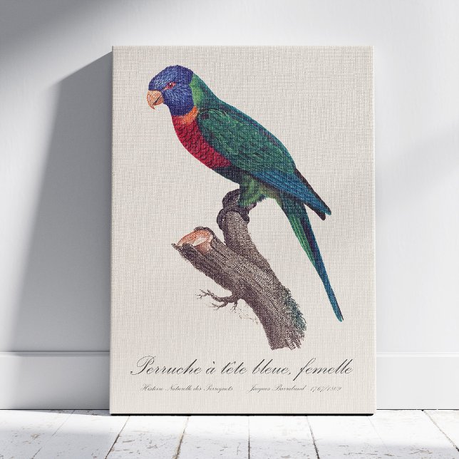 Lienzo Loricito arcoíris hembra, Trichoglossus moluccanus (Perruche a tete bleue, femelle / Rainbow lorikeet, female. Canvas Print)