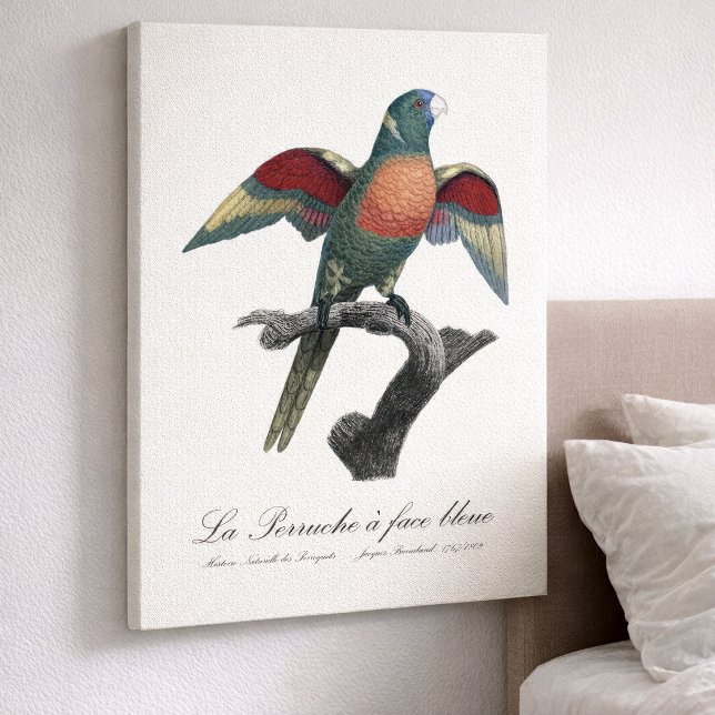 Lienzo Loricito irisado, Trichoglossus haematodus (Coconut Lorikeet, Trichoglossus haematodus. Canvas Print)