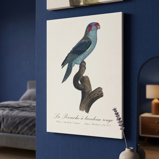 Lienzo Loríquet de Musk, Trichoglossus concinnus (Musk Lorikeet, Trichoglossus Concinnus. Canvas Print)