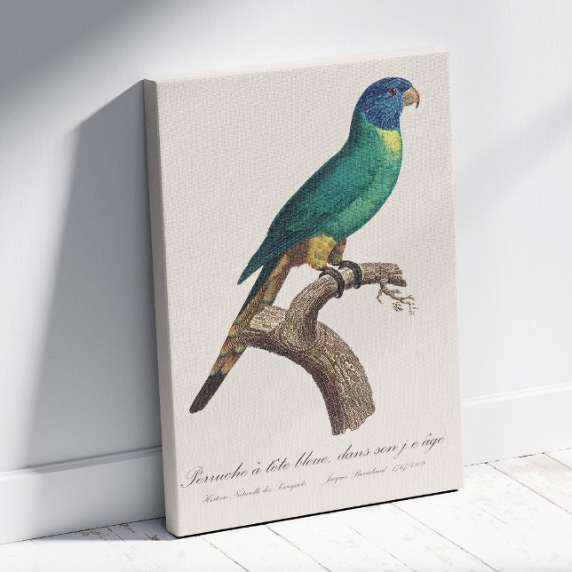 Lienzo loriquito arcoíris juvenil Trichoglossus moluccanu (Perruche a tete bleue / Rainbow lorikeet, juvenile. Canvas Print)