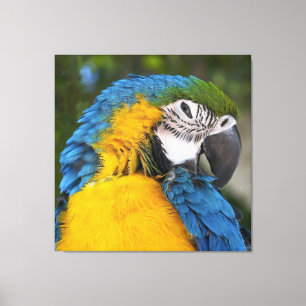 Lienzo Loro Azul Y Oro