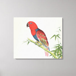 Lienzo Loro de Electus, en un brote de bambú