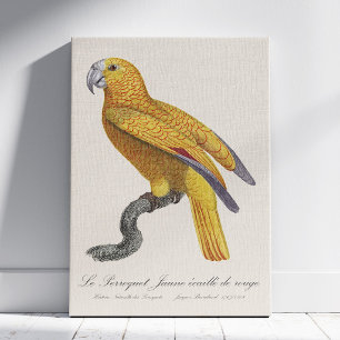 Lienzo Loro del Paraíso de Cuba, Psittacus Paradisi