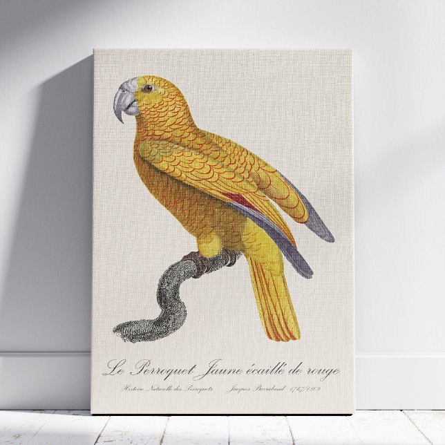 Lienzo Loro del Paraíso de Cuba, Psittacus Paradisi (Le Perroquet Jaune ecaille de rouge. Canvas Print)
