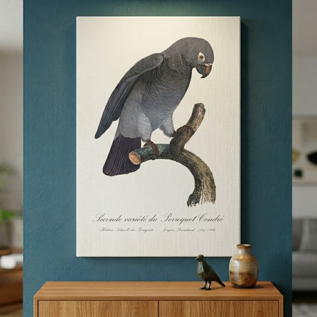 Lienzo Loro Gris Africano Timneh, Psittacus Timneh (Timneh African Grey Parrot, Psittacus Timneh. Canvas Print)