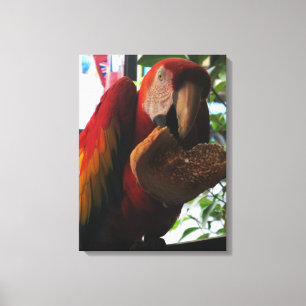 Lienzo Loro Guacamayo Comiendo Tostada