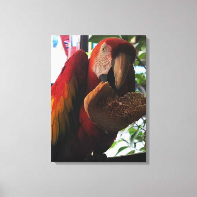 Lienzo Loro Guacamayo Comiendo Tostada (Anverso)