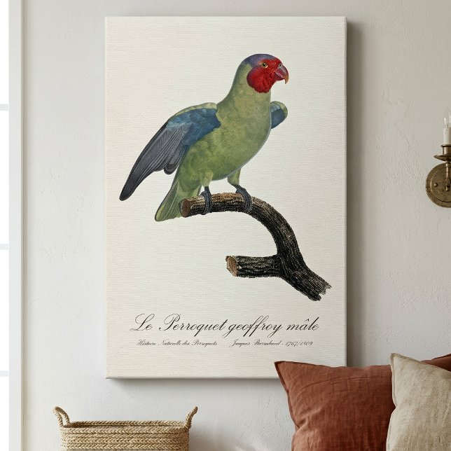 Lienzo Loro mejilla roja macho, Geoffroyus geoffroyi (Male Red-Cheeked Parrot, Geoffroyus geoffroyi. Canvas Print)