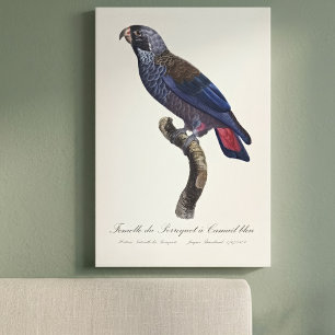 Lienzo Loro obscuro o Pionus obscuro, Pionus fuscus