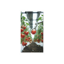 Los brazos robóticos recogen con precisión tomates