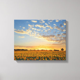 Lienzo Los girasoles al atardecer