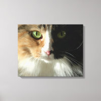Los ojos del gato