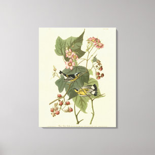 Lienzo Los pájaros de América de Audubon, los bichos amar