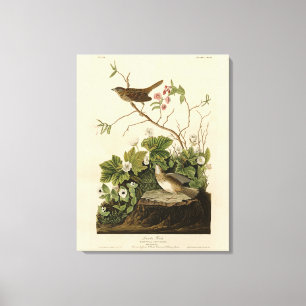 Lienzo Los pájaros de América de Lincoln Finch (Sparrow) 