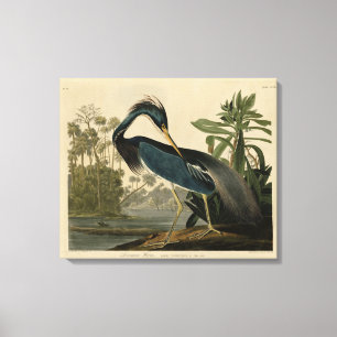 Lienzo Louisiana Heron - de los pájaros de Estados Unidos