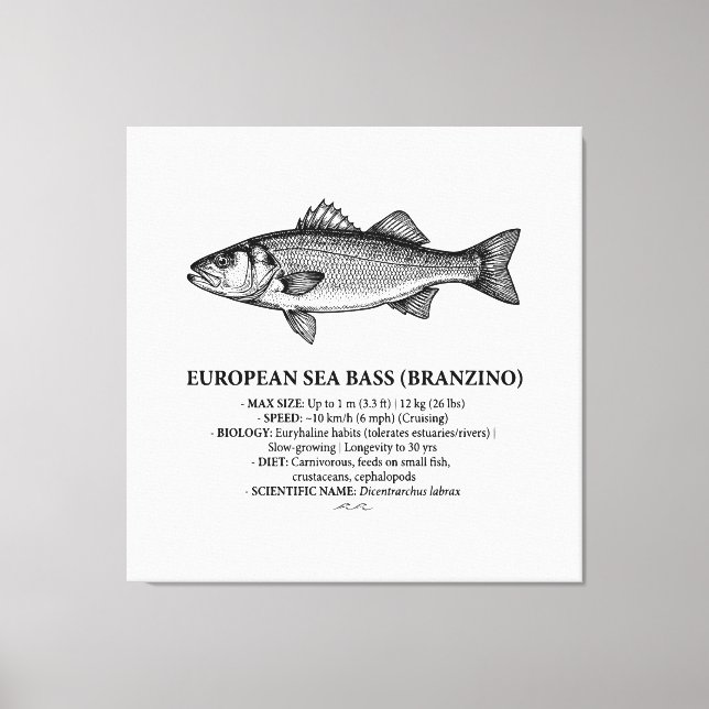 Lienzo Lubina Branzino Vintage  (Anverso)