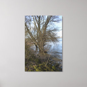 Lienzo Lugares perdidos , árboles viejos en la orilla del