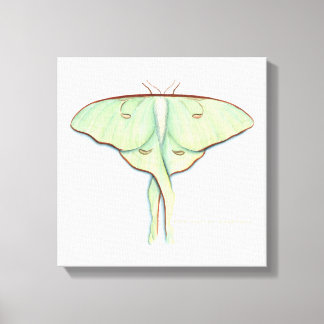 Lienzo Luna Moth