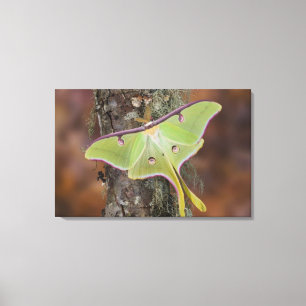 Lienzo Luna Silk Moth