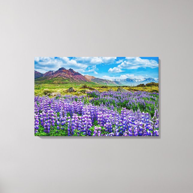 Lienzo Lupines paisajísticos de Islandia en flor (Anverso)