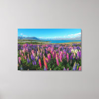 Lupines rusos en el lago Tekapo | Nueva Zelanda