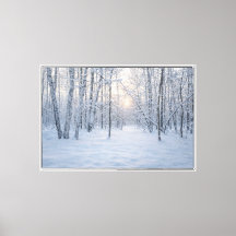 Luz de invierno en un tranquilo bosque de abedules